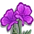 Purple Poppy-icon