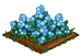 Forget-Me-Not extra100