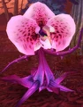 Mutated Tangler.jpg