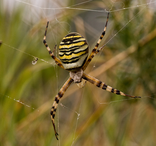 Wasp_Spider.jpg