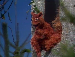 401 squirrel