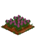 Lilac 100