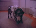 Targ