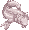 Ebbene Shark Adult Male.gif