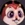 Moonlight Cavy pet