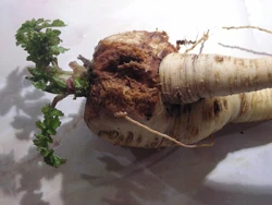 Parsnip Canker