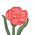 Pink Carnation-icon