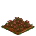 Pink Carnation withered