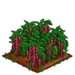 Amaranth extra100