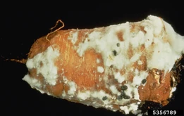 Carrot Sclerotinia Rot