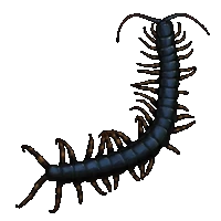 Huge item thaigiantcentipedes 01