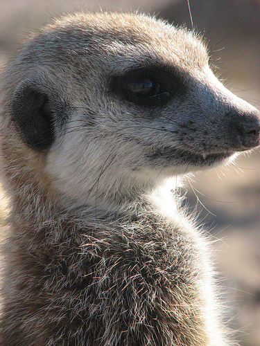 http://images4.wikia.nocookie.net/__cb20100519101242/meerkats/images/5/5e/Axel.jpg