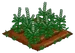 Basil extra100