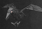 Raven.jpg
