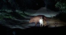 Pigdog