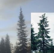 Hemlock