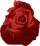 Desert Rose