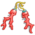 CoralJewelry Earrings-icon