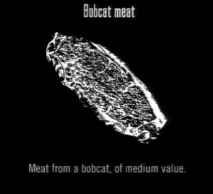 Animals Bobcat Meat