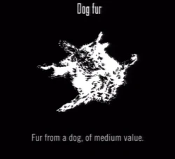 Animals Dog Fur