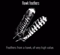 Animals Hawk Feathers.jpg