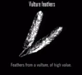 Animals Vulture Feathers.jpg