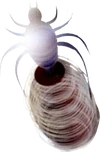 Spider Web FF7