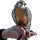 Item falconer 01