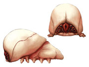 Brainbug
