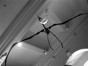 NYC pterosaur