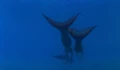 Swimming With Dolphin