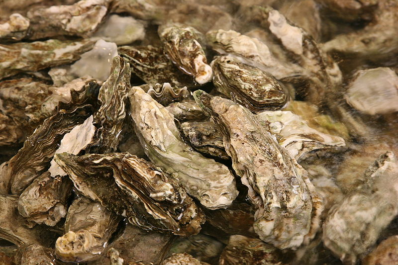 Oysters Wiki
