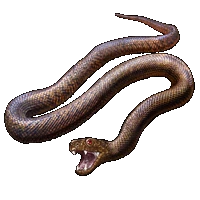 Huge item InlandTaipan 01.gif