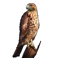 Huge item RedTailedHawk 01.gif