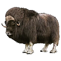 Huge item MuskOx 01.gif