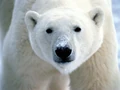 Polar bear.jpg