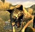 Rattledog.jpg