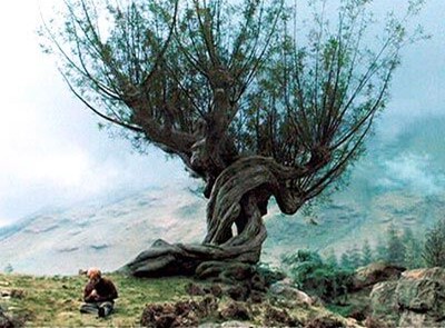 The mis-behaving Whomping Willow tree from the movie Harry Potter and the Prisoner of Azkaban - picture hosted by the Harry Potter Wiki