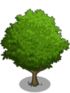 Asian Pear Tree1-icon