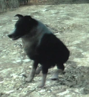 Rdr perro