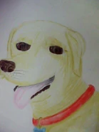 Vincent Dog