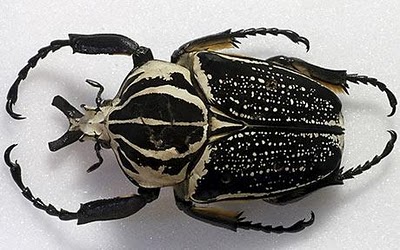 http://images4.wikia.nocookie.net/__cb20100625144842/willdlife/images/0/0c/Royal_Goliath_Beetle.jpg