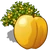 Apricot Tree-icon.png