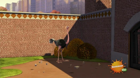 Ostrich-001