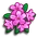 Alpine Rose-icon