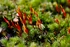 RedMoss2