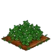 Lemon Balm 100