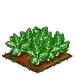 Swiss Chard extra100