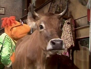 217 scooter cow