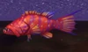 Cragjaw